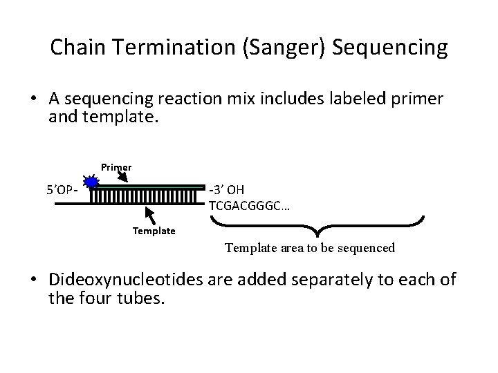 Chain Termination (Sanger) Sequencing • A sequencing reaction mix includes labeled primer and template.