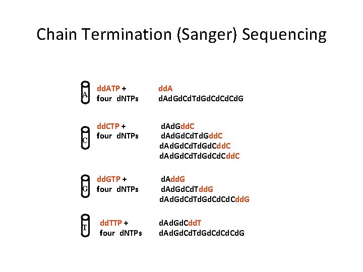 Chain Termination (Sanger) Sequencing A C dd. ATP + four d. NTPs dd. Ad. Chain Termination (Sanger) Sequencing A C dd. ATP + four d. NTPs dd. Ad.