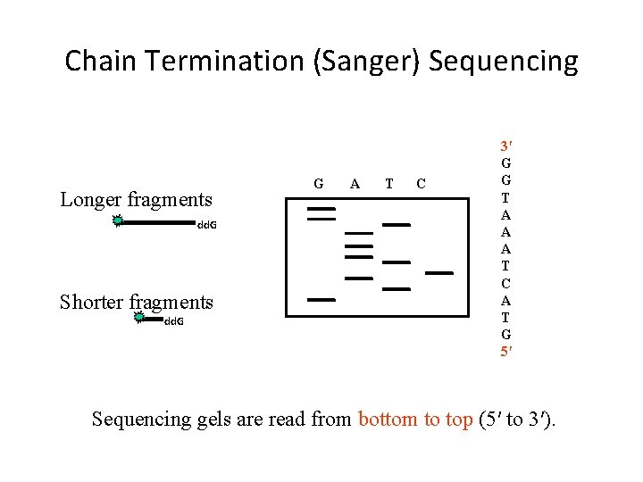 Chain Termination (Sanger) Sequencing Longer fragments dd. G Shorter fragments dd. G G A