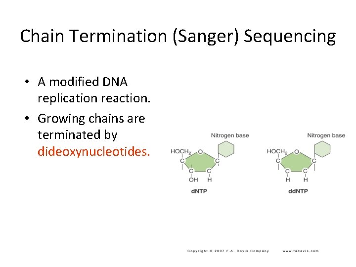 Chain Termination (Sanger) Sequencing • A modified DNA replication reaction. • Growing chains are