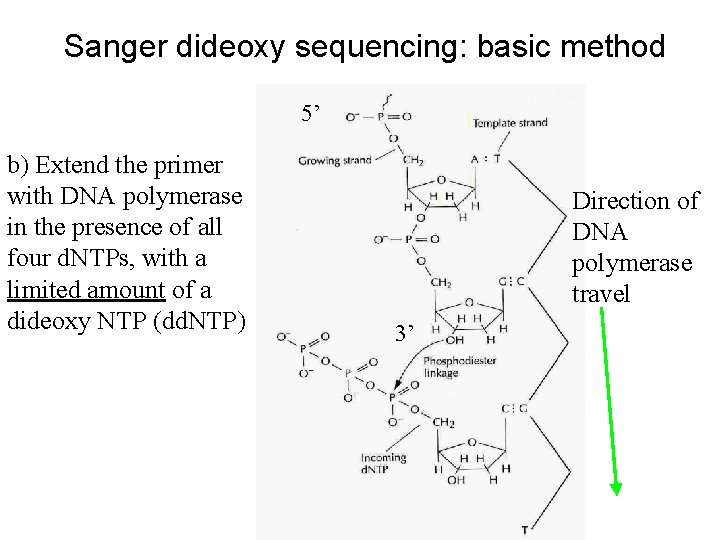 Sanger dideoxy sequencing: basic method 5’ b) Extend the primer with DNA polymerase in