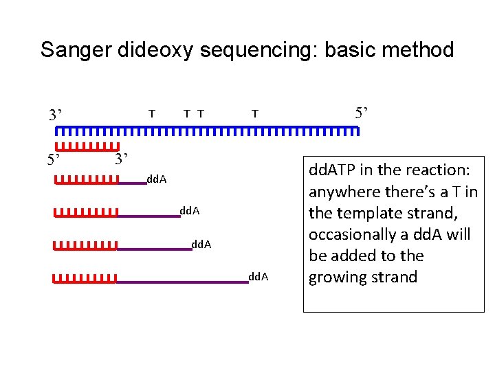 Sanger dideoxy sequencing: basic method 3’ 5’ T T 3’ dd. A 5’ dd. Sanger dideoxy sequencing: basic method 3’ 5’ T T 3’ dd. A 5’ dd.