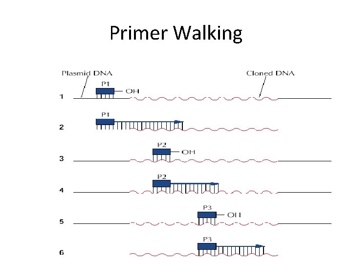 Primer Walking 