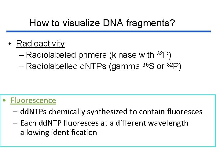 How to visualize DNA fragments? • Radioactivity – Radiolabeled primers (kinase with 32 P)