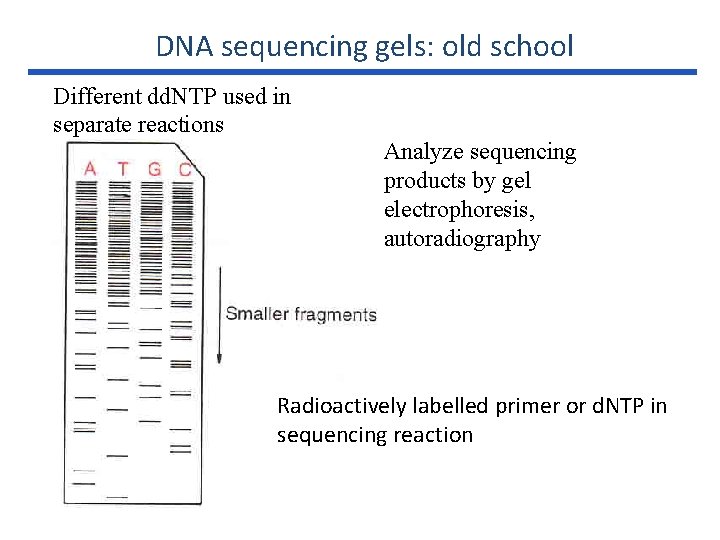 DNA sequencing gels: old school Different dd. NTP used in separate reactions Analyze sequencing