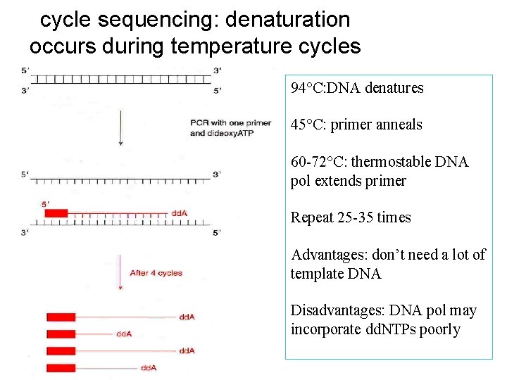 cycle sequencing: denaturation occurs during temperature cycles 94°C: DNA denatures 45°C: primer anneals 60