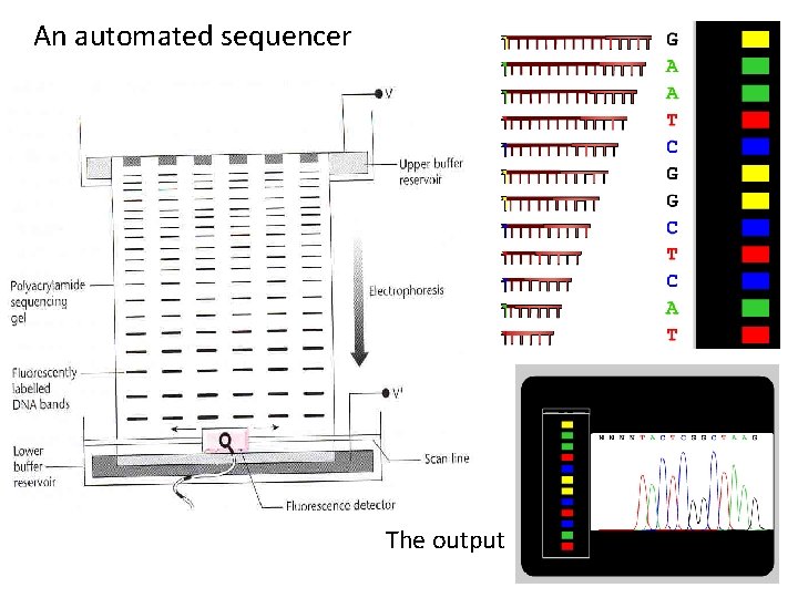 An automated sequencer The output 