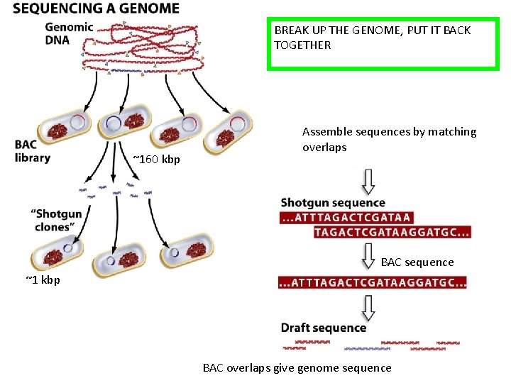 BREAK UP THE GENOME, PUT IT BACK TOGETHER ~160 kbp Assemble sequences by matching