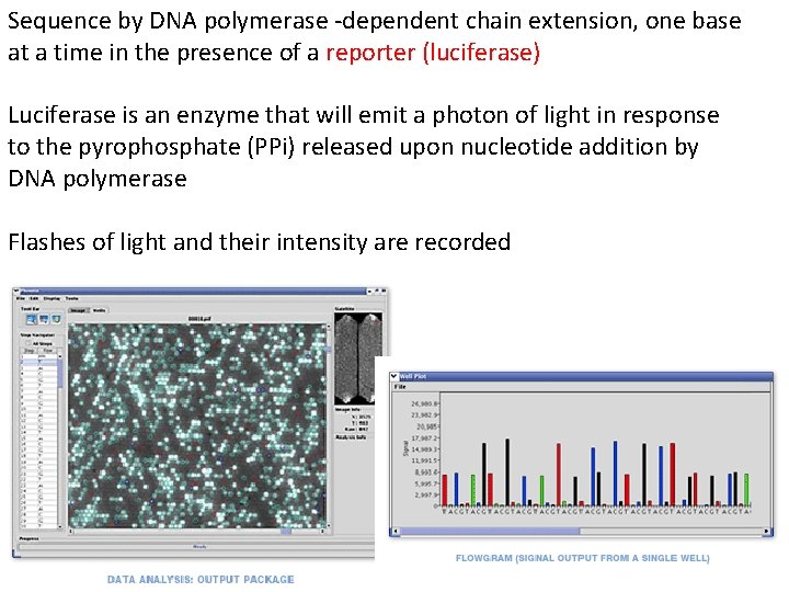 Sequence by DNA polymerase ‐dependent chain extension, one base at a time in the