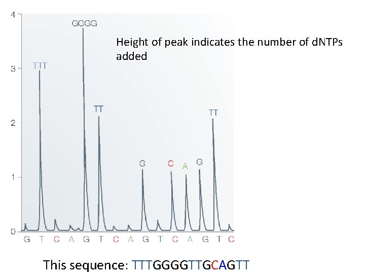 Height of peak indicates the number of d. NTPs added This sequence: TTTGGGGTTGCAGTT Height of peak indicates the number of d. NTPs added This sequence: TTTGGGGTTGCAGTT