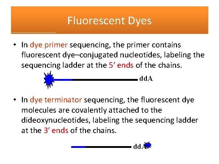 Fluorescent Dyes • In dye primer sequencing, the primer contains fluorescent dye–conjugated nucleotides, labeling