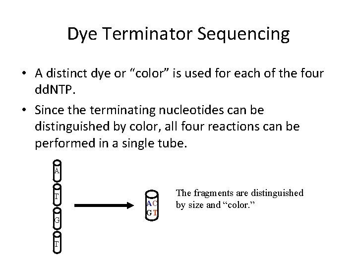 Dye Terminator Sequencing • A distinct dye or “color” is used for each of