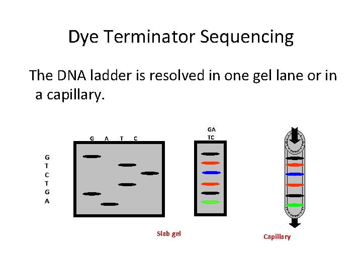 Dye Terminator Sequencing The DNA ladder is resolved in one gel lane or in