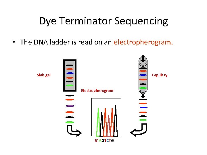 Dye Terminator Sequencing • The DNA ladder is read on an electropherogram. Slab gel Dye Terminator Sequencing • The DNA ladder is read on an electropherogram. Slab gel