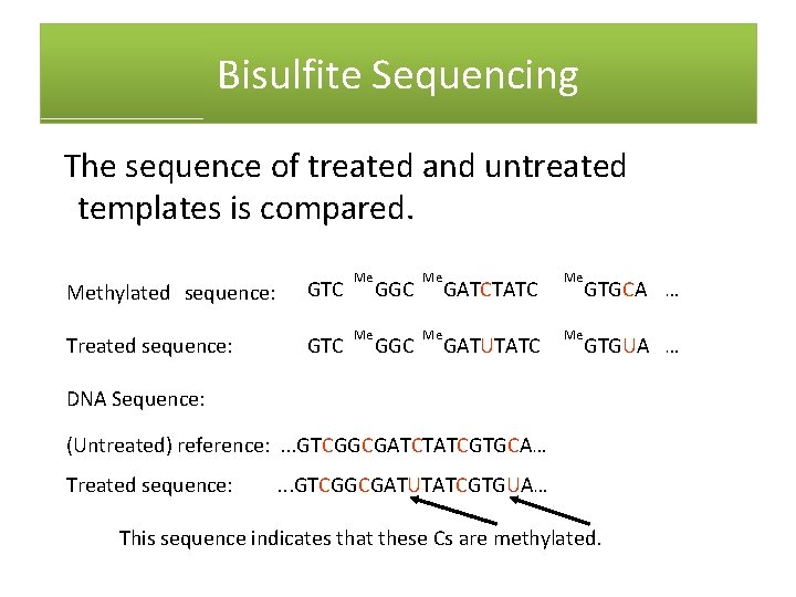 Bisulfite Sequencing The sequence of treated and untreated templates is compared. Methylated sequence: GTC