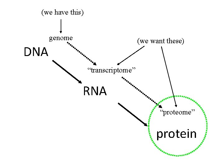 (we have this) genome (we want these) DNA “transcriptome” RNA “proteome” protein (we have this) genome (we want these) DNA “transcriptome” RNA “proteome” protein
