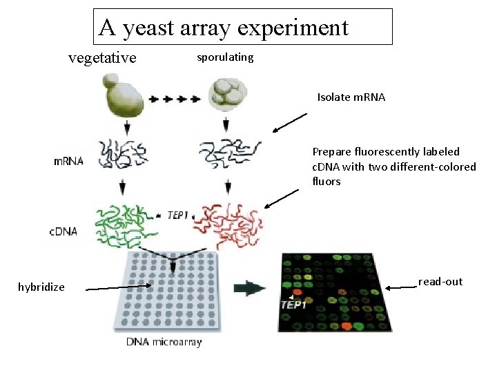 A yeast array experiment vegetative sporulating Isolate m. RNA Prepare fluorescently labeled c. DNA A yeast array experiment vegetative sporulating Isolate m. RNA Prepare fluorescently labeled c. DNA
