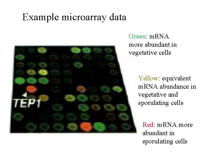 Example microarray data Green: m. RNA more abundant in vegetative cells Yellow: equivalent m.