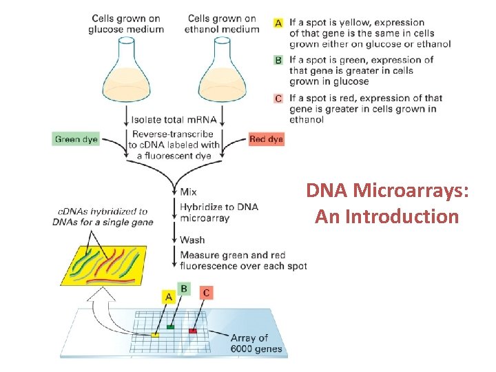 DNA Microarrays: An Introduction DNA Microarrays: An Introduction