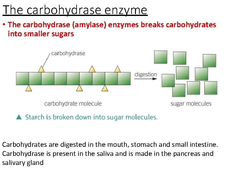14012022 Digestive enzymes and bacteria Have you heard