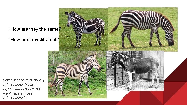 ￮How are they the same? ￮How are they different? What are the evolutionary relationships