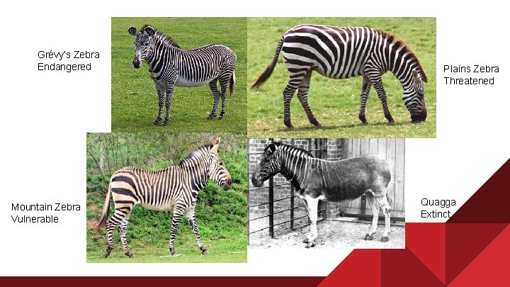 Grévy’s Zebra Endangered Mountain Zebra Vulnerable Plains Zebra Threatened Quagga Extinct 