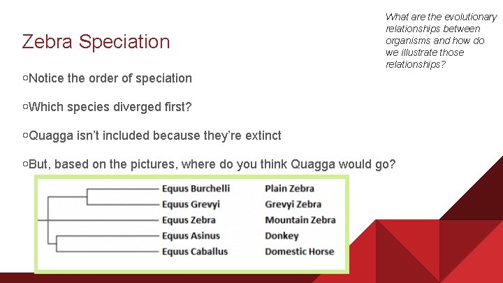 Zebra Speciation What are the evolutionary relationships between organisms and how do we illustrate