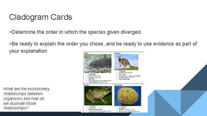 Cladogram Cards ￮Determine the order in which the species given diverged. ￮Be ready to
