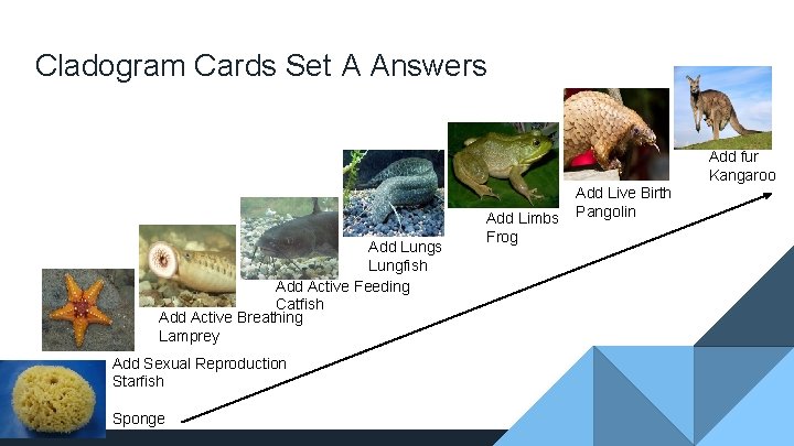 Cladogram Cards Set A Answers Add fur Kangaroo Add Lungs Lungfish Add Active Feeding