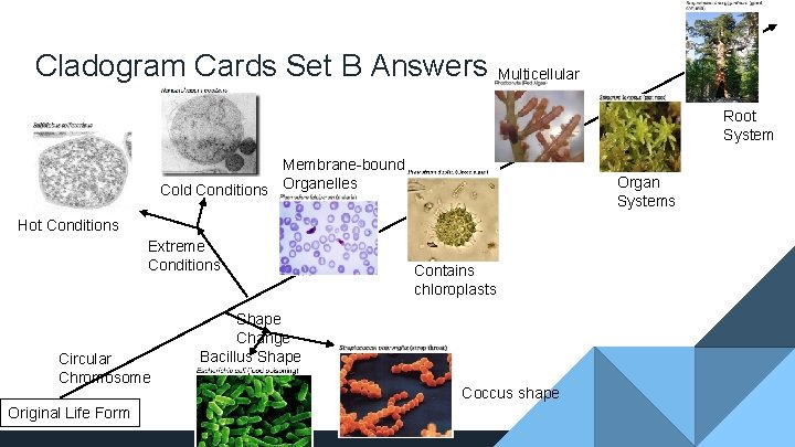 Cladogram Cards Set B Answers Multicellular Root System Membrane-bound Cold Conditions Organelles Organ Systems