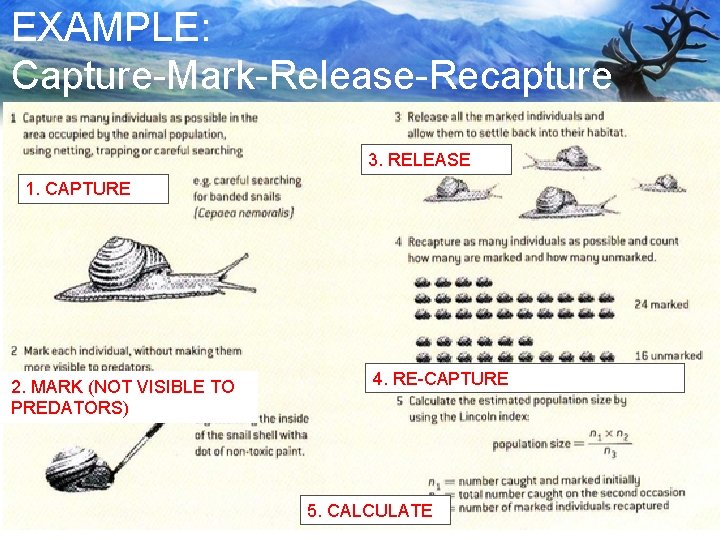 EXAMPLE: Capture-Mark-Release-Recapture 3. RELEASE 1. CAPTURE 2. MARK (NOT VISIBLE TO PREDATORS) 4. RE-CAPTURE