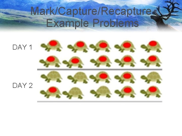 Mark/Capture/Recapture Example Problems DAY 1 DAY 2 