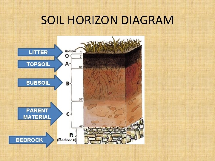 SOIL HORIZON DIAGRAM LITTER TOPSOIL SUBSOIL PARENT MATERIAL BEDROCK 