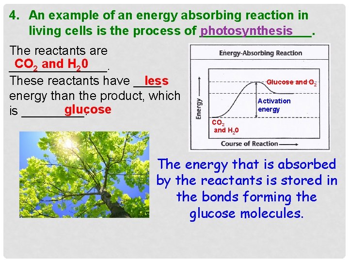 4. An example of an energy absorbing reaction in living cells is the process