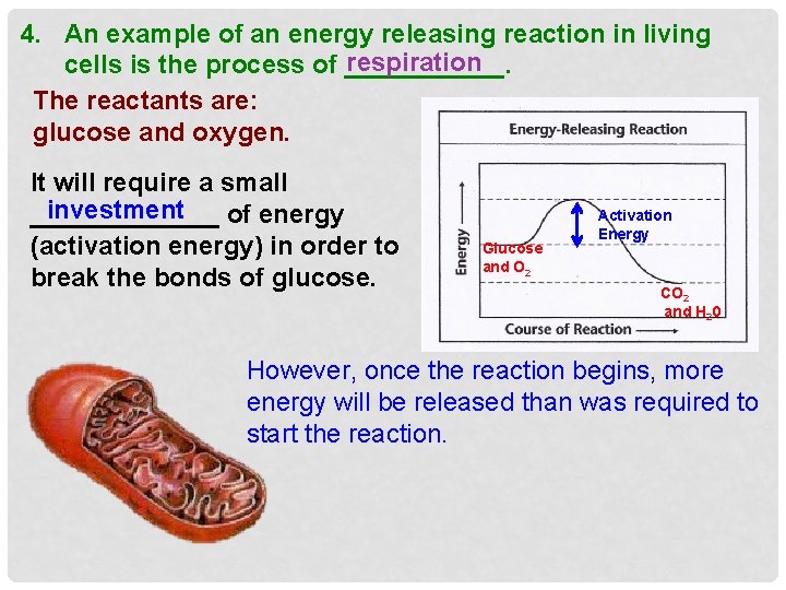 4. An example of an energy releasing reaction in living respiration cells is the