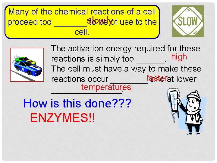 Many of the chemical reactions of a cell proceed too _______slowly to be of