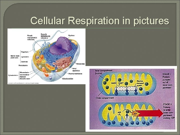 Cellular Respiration in pictures 