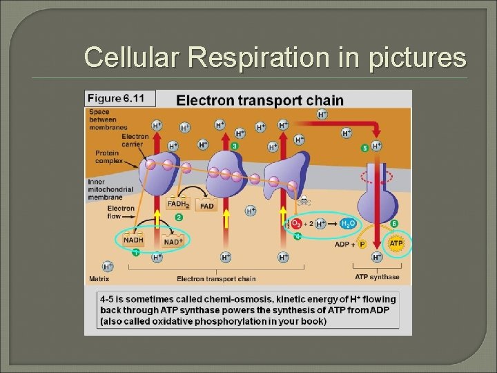 Cellular Respiration in pictures 