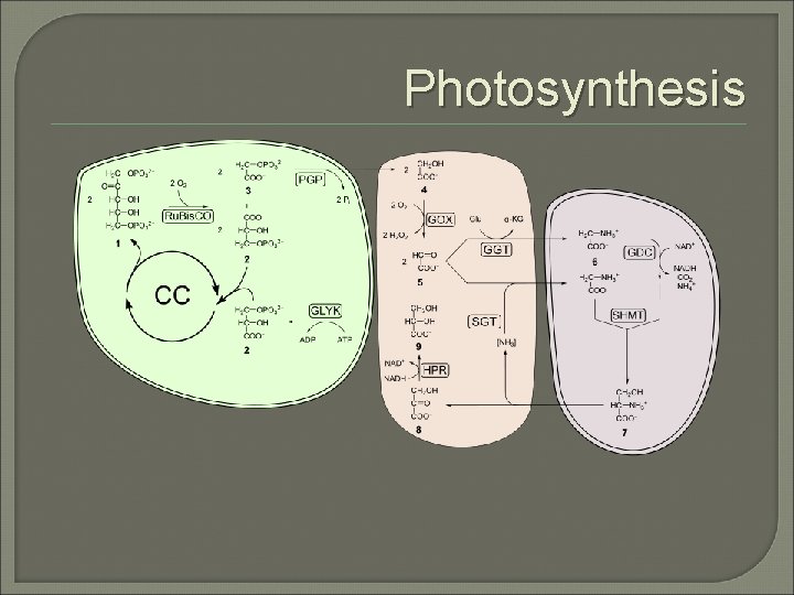 Photosynthesis 