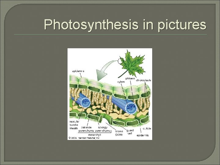 Photosynthesis in pictures 