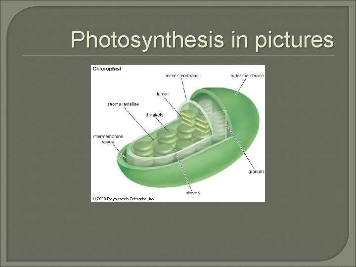 Photosynthesis in pictures 