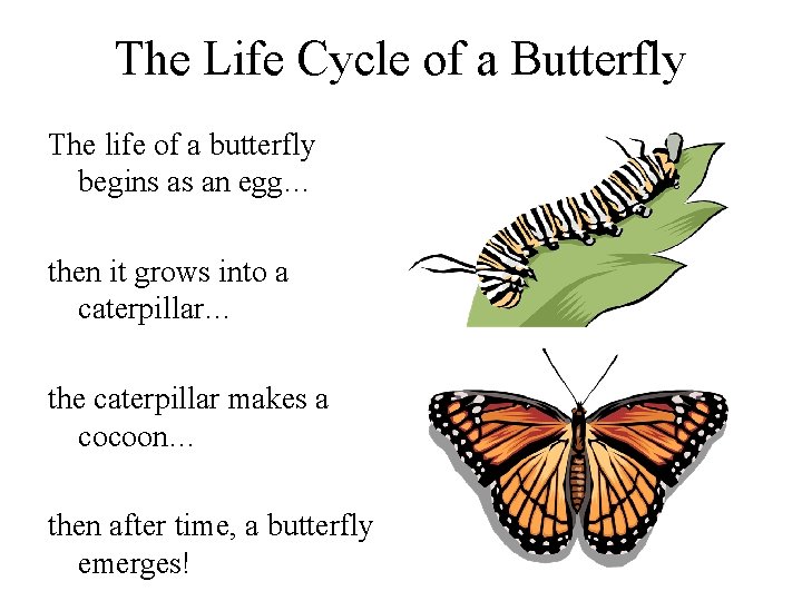 The Life Cycle of a Butterfly The life of a butterfly begins as an