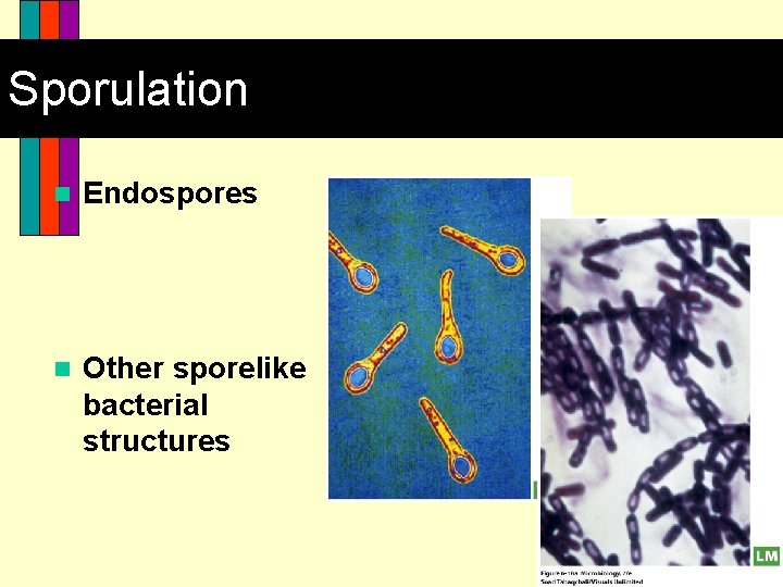Sporulation n Endospores n Other sporelike bacterial structures 18 