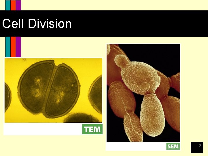 Cell Division 2 