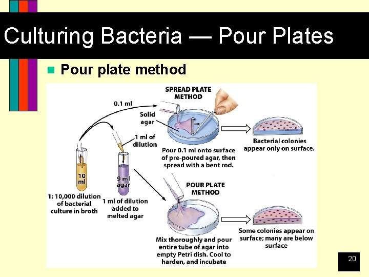 Culturing Bacteria — Pour Plates n Pour plate method 20 