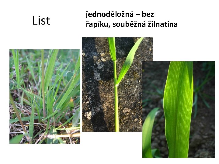 List jednoděložná – bez řapíku, souběžná žilnatina 