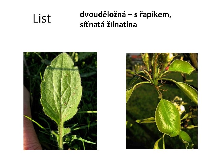 List dvouděložná – s řapíkem, síťnatá žilnatina 