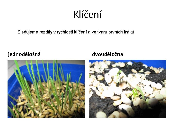 Klíčení Sledujeme rozdíly v rychlosti klíčení a ve tvaru prvních lístků jednoděložná dvouděložná 