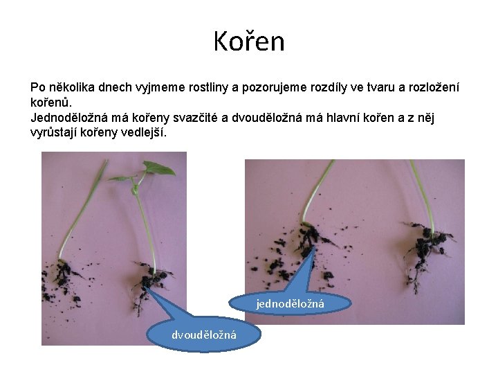 Kořen Po několika dnech vyjmeme rostliny a pozorujeme rozdíly ve tvaru a rozložení kořenů.