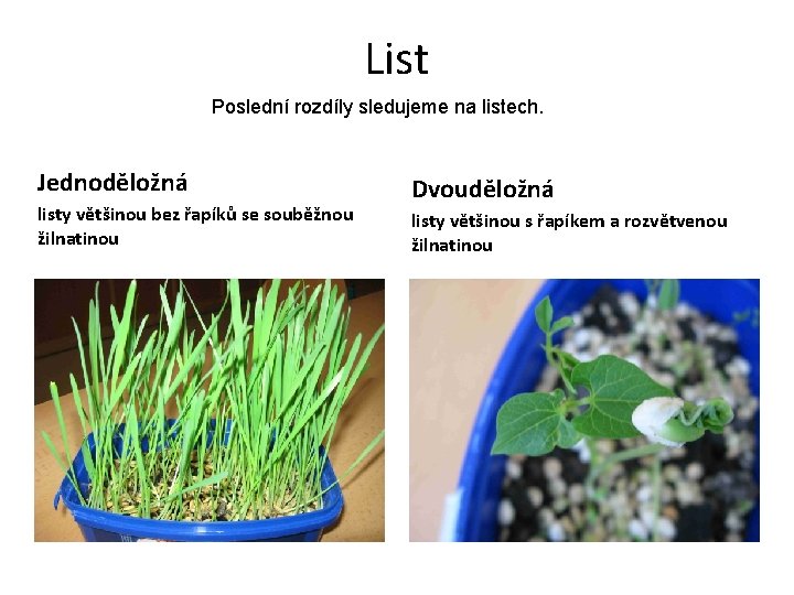 List Poslední rozdíly sledujeme na listech. Jednoděložná listy většinou bez řapíků se souběžnou žilnatinou